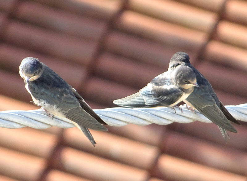 rondini....stessa Famiglia ? s: Hirundo rustica